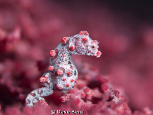 So small and soooo sweet... by Dave Benz 